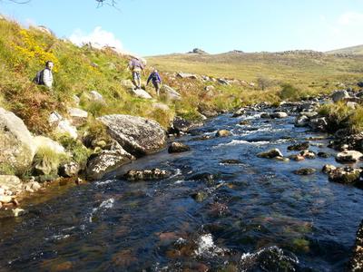 Walking along The Tavy Walking along The Tavy