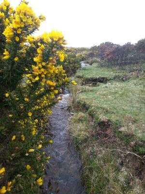 Up to the Windy Cross, Dartmoor, UK