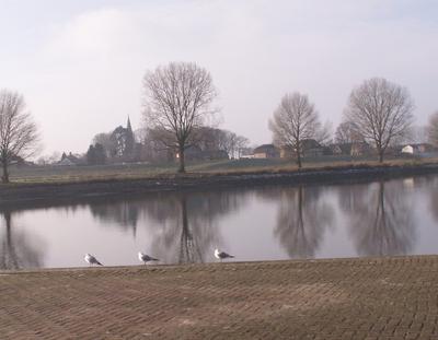 Gulls on the River Maas