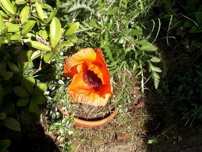 Photo 3 & 4 – Close-up of these beauties